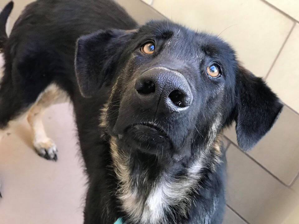 Adorable pup back at shelter – his new family didn’t want him