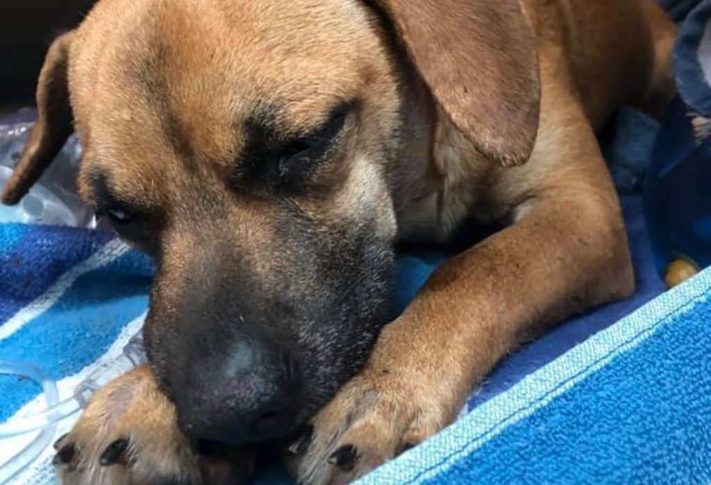 NYC rescue saves dog struck by vehicle and left to die