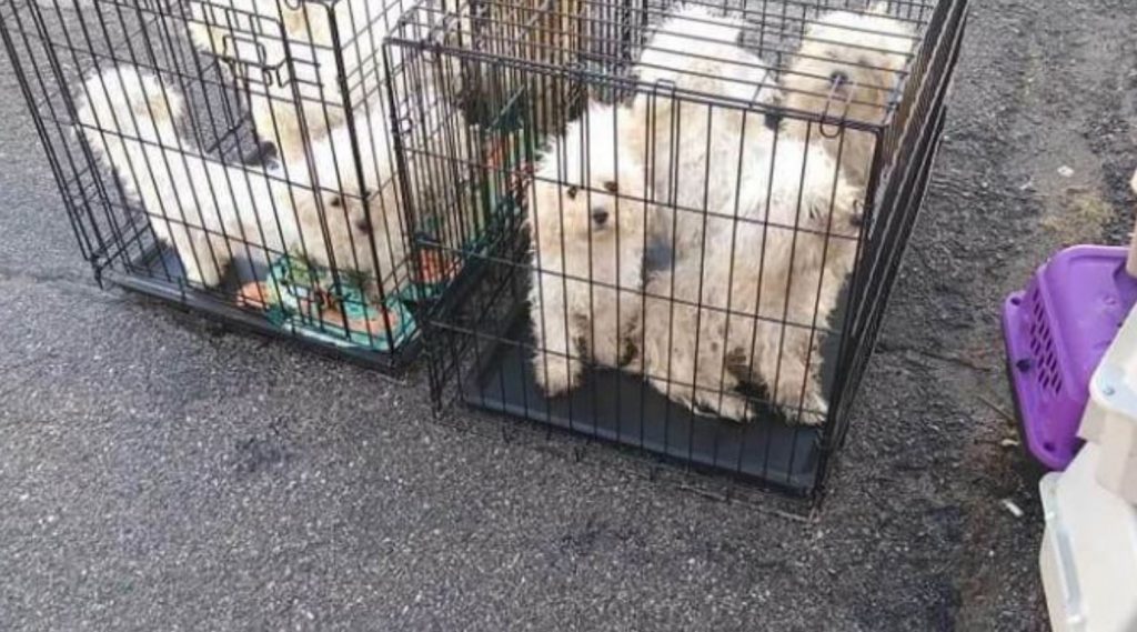 9 filthy, matted dogs dumped in West Des Moines shelter parking lot