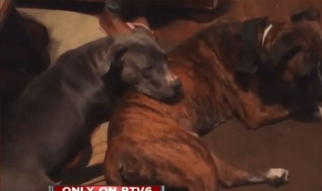 Man’s dogs fatally shot while protecting him from armed man