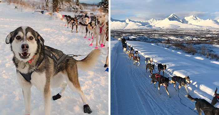 The Way This Woman Described Each And Every One Of Her 20 Sled Dogs Is Hilariously Wholesome