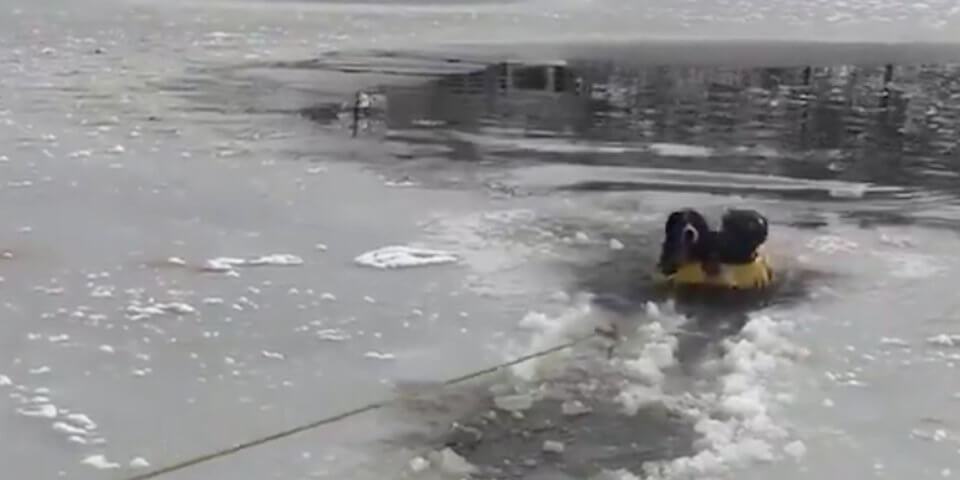 Dog rescued from icy water turns to help rescuer out of pond