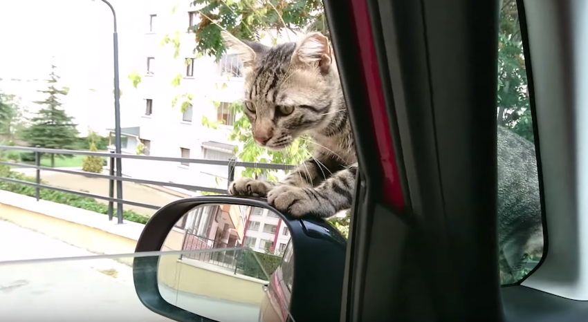 Stray Cat Decides He Wants A Forever Home, Climbs Into Car And Refuses To Leave