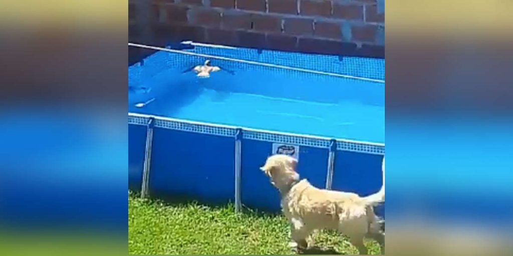 Bird Seen Drowning In The Pool, But The Family’s Dog Comes To The Rescue