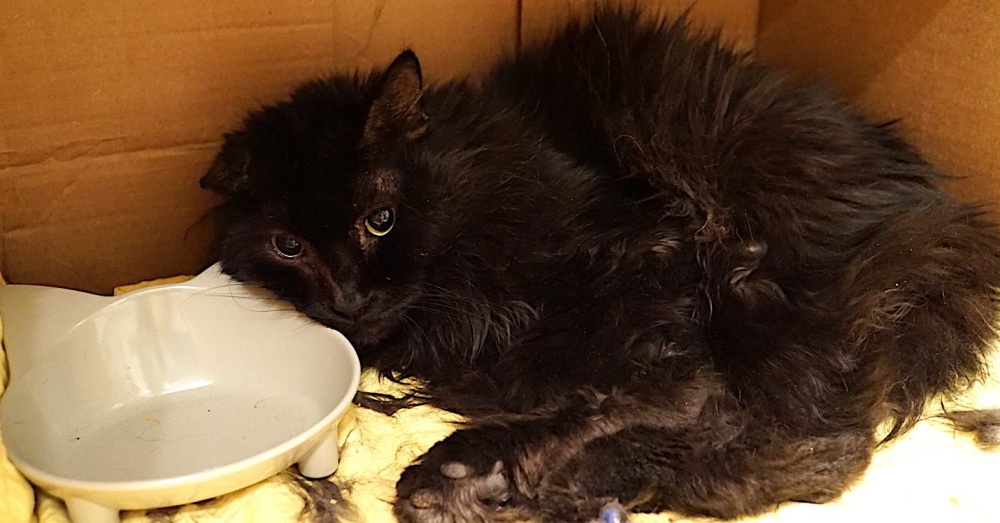 Cat Suffered With Shattered Leg At Shelter