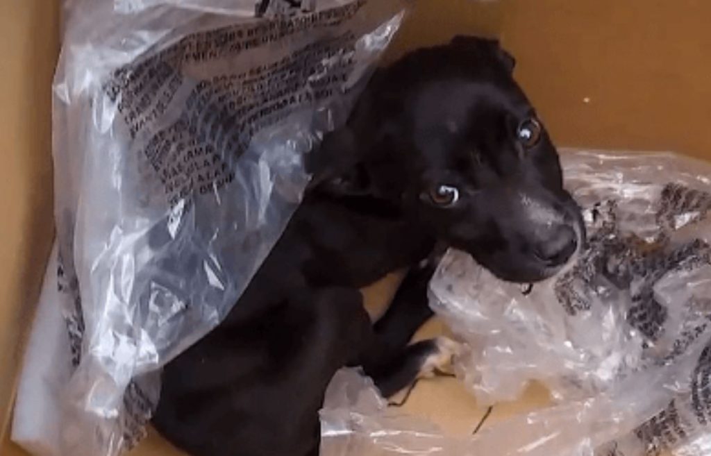 Puppy abandoned with trash – left alone for days in the cold