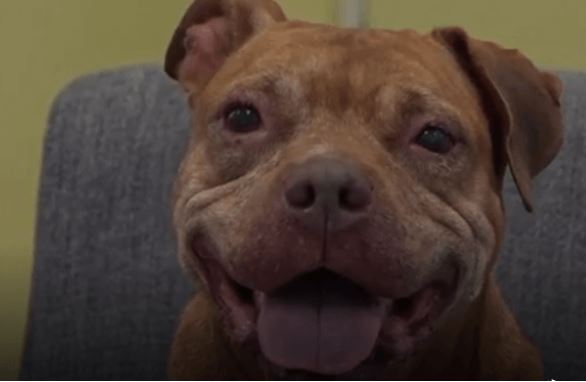 After over two years in shelter, dog finally finds a new home
