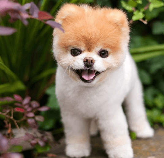 Thousands mourn passing of Boo, ‘World’s Cutest Dog’