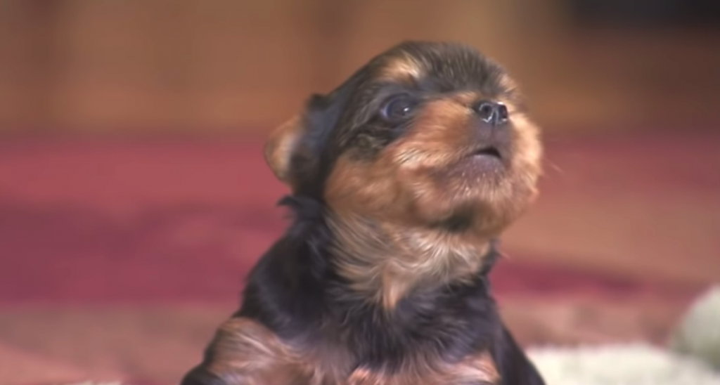 Yorkie Pups Adorably Scare Off The ‘Intruders’ Mama Spots In The Backyard