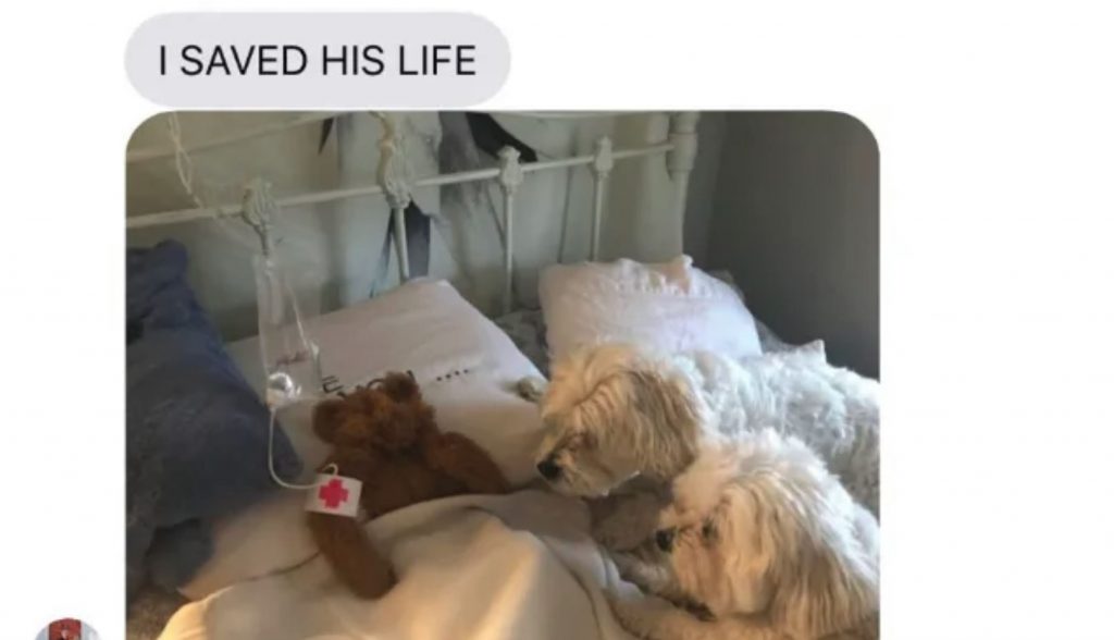 Dogs Leave Their Toy Out In The Rain, Dad Stops At Nothing To Save It