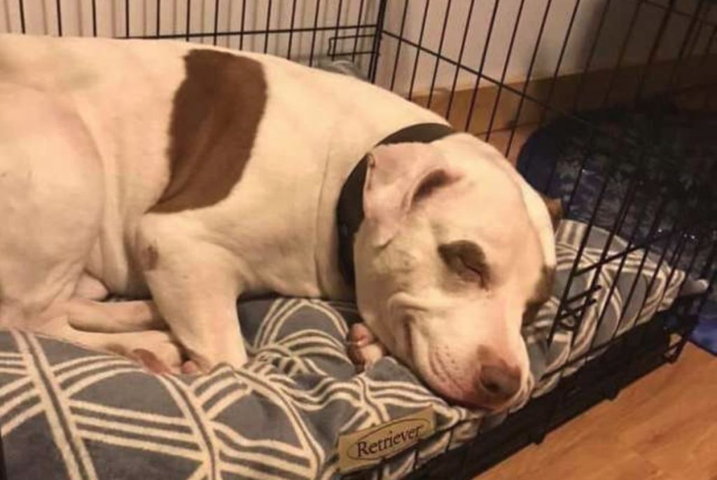 Last Dog Adopted From The Shelter Smiles After Stepping Into His New Home