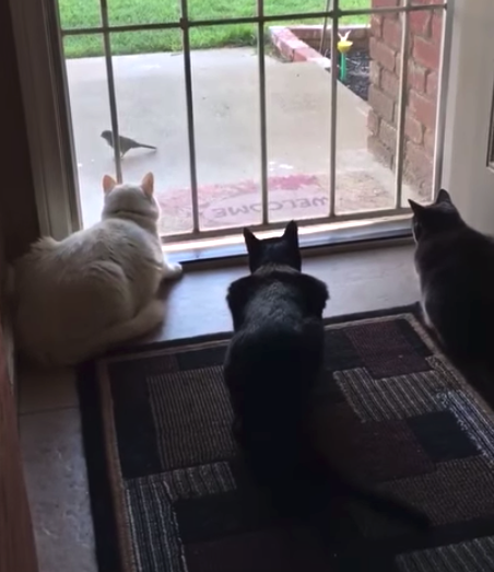 Cats Are Doing Some Bird-Watching When The Dog Shows Up And Ruins It All