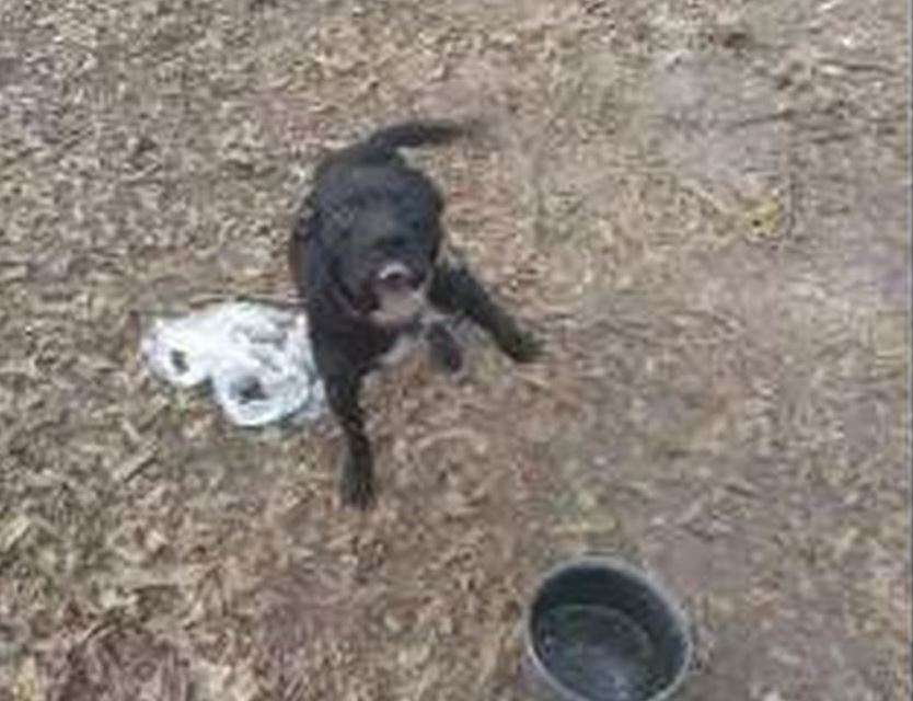 Help needed for two dogs who spent their lives on a chain