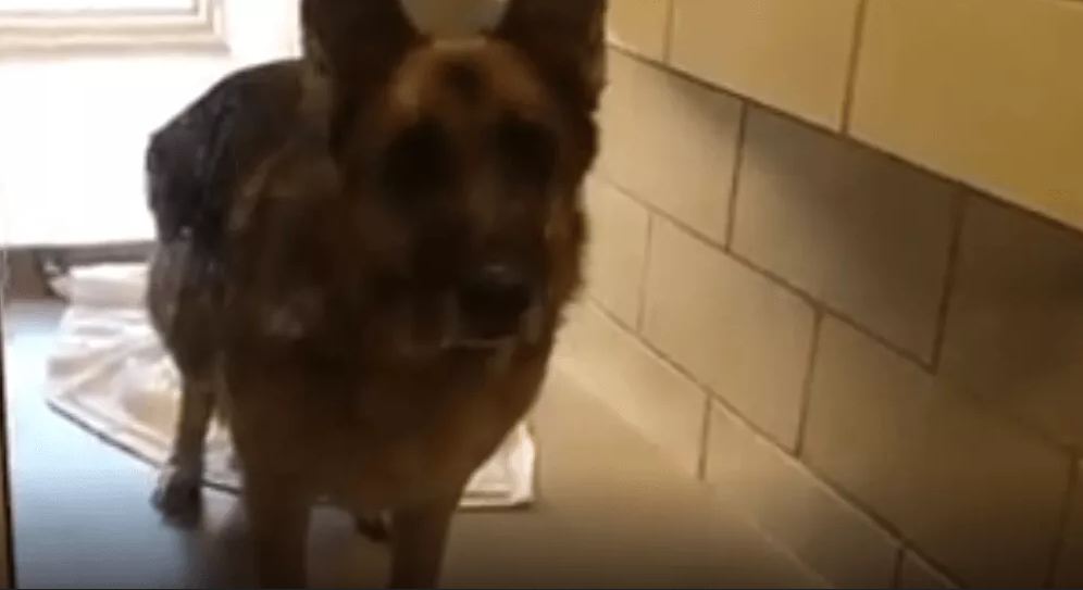 Beautiful senior shepherd at risk after her owner died