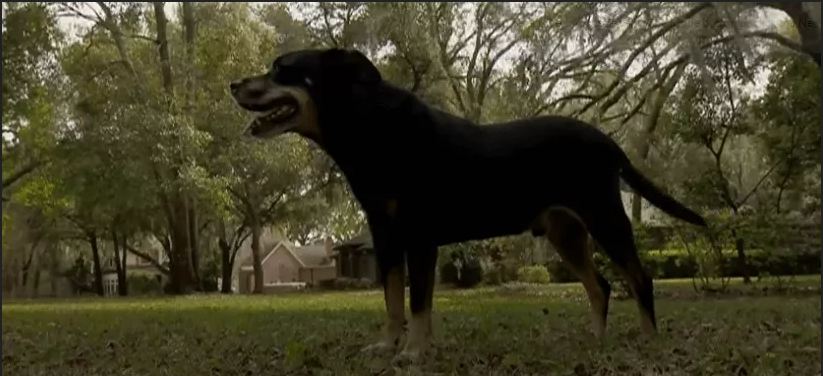 Man saves dog from aggressive coyote with a coffee cup