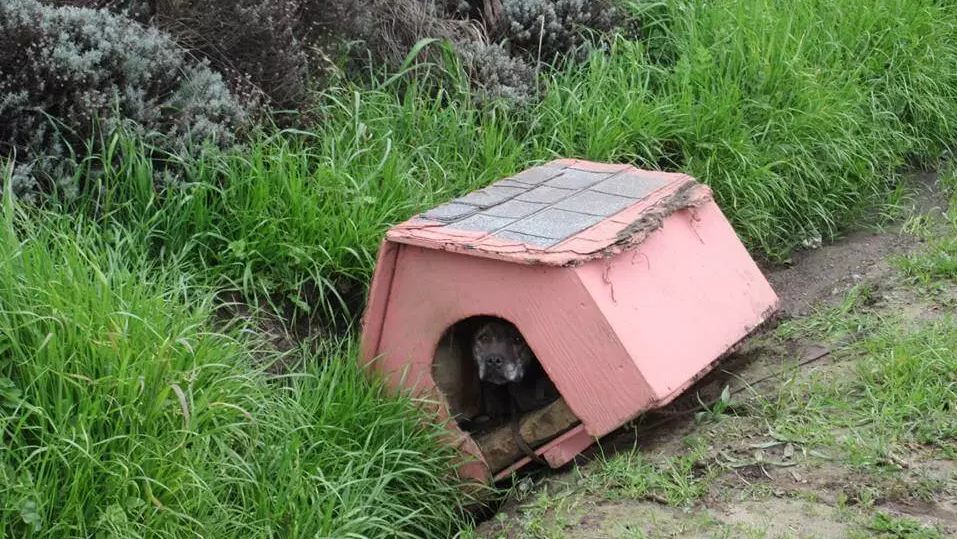 Officials ID man who allegedly abandoned dog and dog house along road