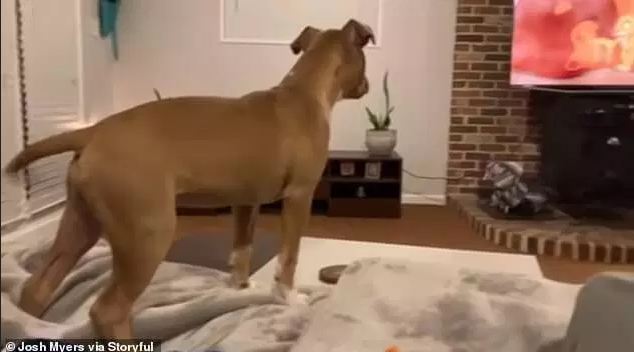 Puppy gets emotional and teary eyed watching ‘The Lion King’ scene