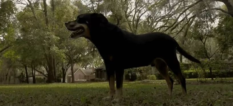 Man saves dog from aggressive coyote with a coffee cup