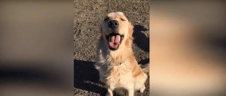 Couple’s golden retriever allegedly strangled and beaten inside of fenced yard