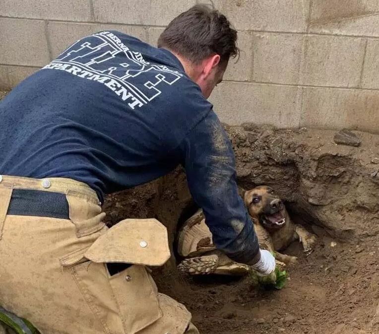 Trapped German shepherd and tortoise rescued from hole