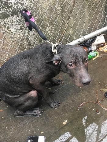 Officer Finds Dog Chained Out In The Cold Rain, Now He Doesn’t Leave His Side