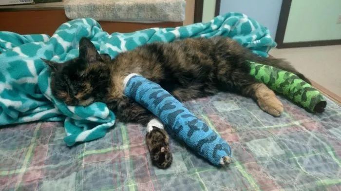 Injured and traumatized kitten ‘didn’t jump out of boyfriend’s arms’