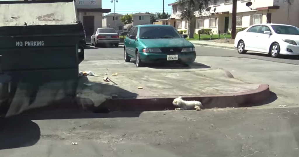 An Injured Dog Was Ignored On The Side Of The Street For 24 Hours