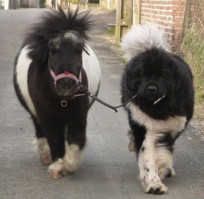 Pics That Show Newfoundlands Are A Little Different From Other Dogs