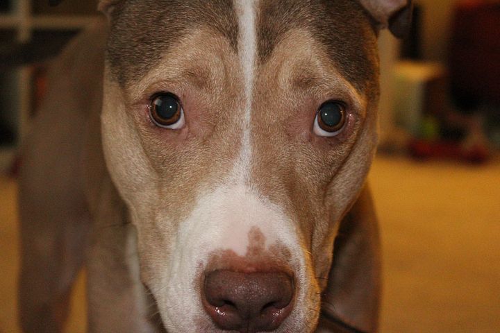 South Carolina law would require pit bull owners to register their dogs