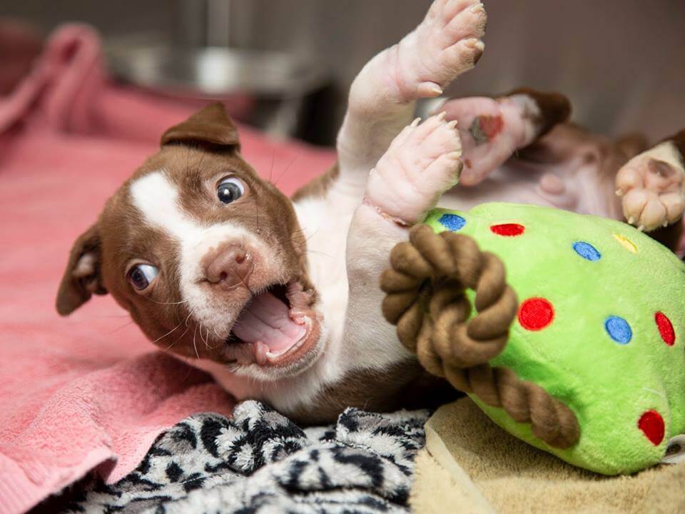 Good Samaritan found puppy whose ankles were bound with rubber bands