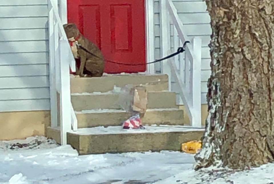 Dog cowered and quivered as rescuer urged her off of frigid porch