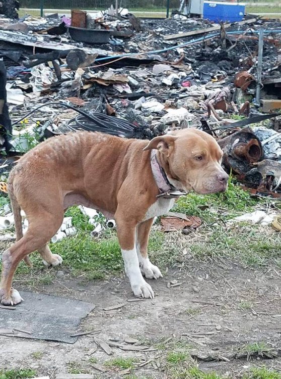 Dog waited even after her home burned down and her family left