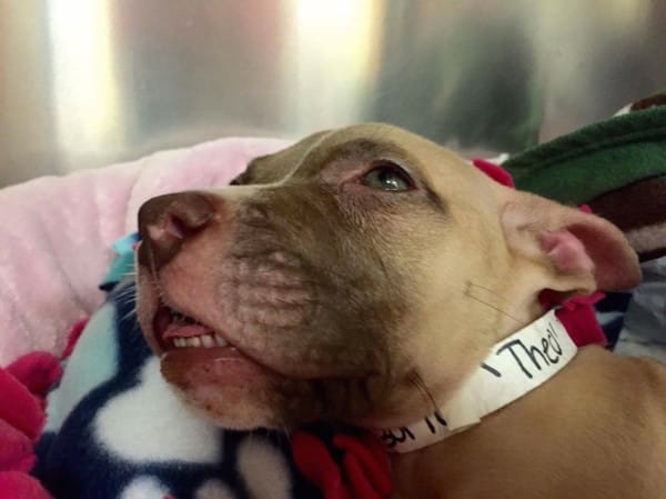 Dog On Walk Leads Owner To An Abandoned House Where They Find A Puppy