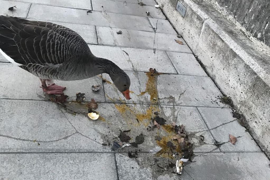 Mother goose distressed over smashed egg photo goes viral