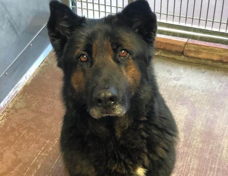 ‘Very good boy’ waits to be noticed after family returned him to shelter