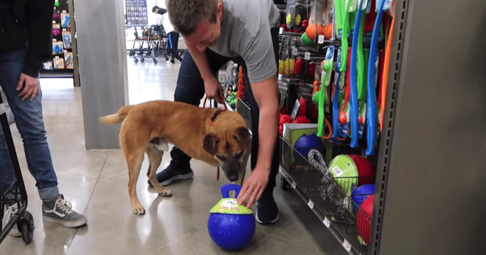 Man Brings Senior Homeless Dog To The Pet Store And Buys Him Everything He Touches