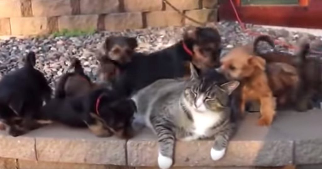 Tired Kitty Handles Sudden Swarm Of Puppies The True Cat Way