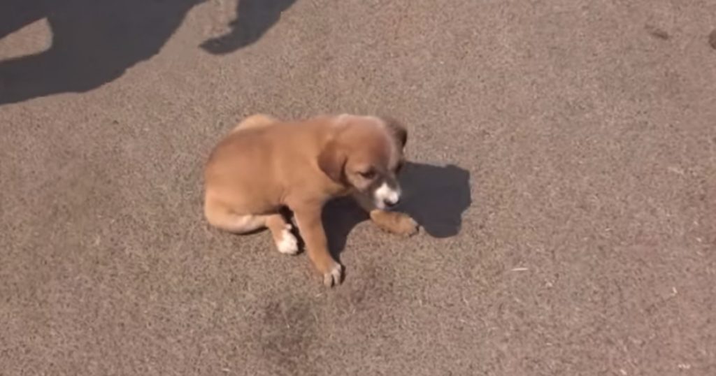 Tiny Pup Couldn’t Walk But Wanted To Heal To Show All The Love In Her Heart