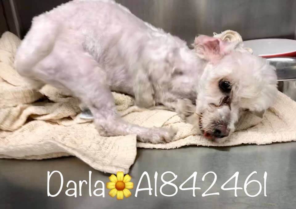 Rescued: Little Darla unable to use her front legs lost at shelter