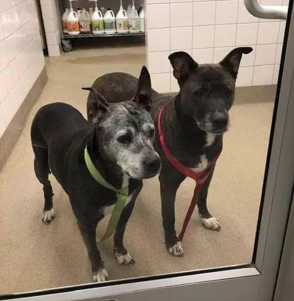 Two senior dogs abandoned in Petco bathroom