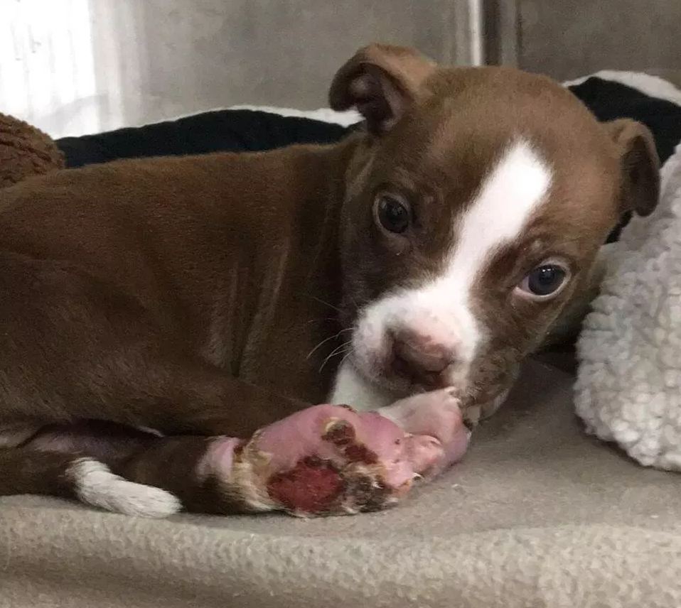 Puppy found with feet bound in rubber bands is ready for a home
