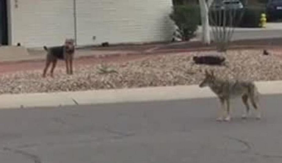 Wild coyote and family’s dog play together in Tempe