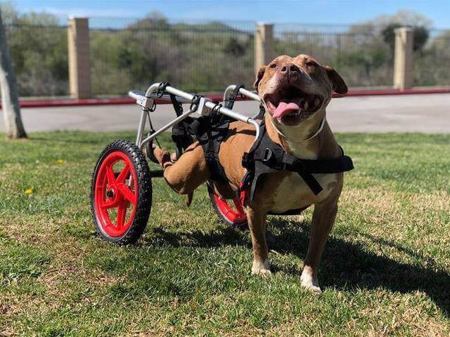 Wheelchair bound dog ‘red-listed’ at busy animal control agency