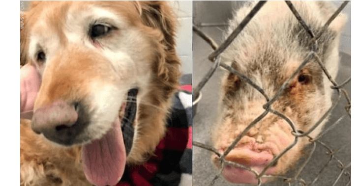 Man abandoned senior dog and a pig outside of animal shelter