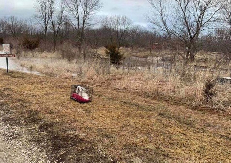 Caged dogs left near rising water in flood zone