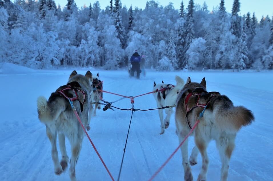 Musher forced to withdraw from Iditarod following death of sled dog