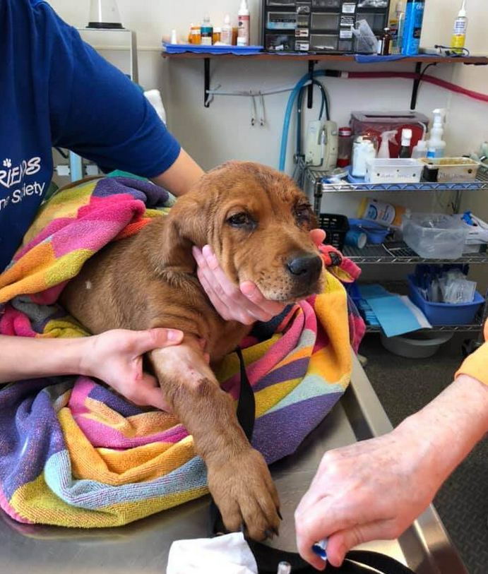 Puppy miraculously survived being hit by a train
