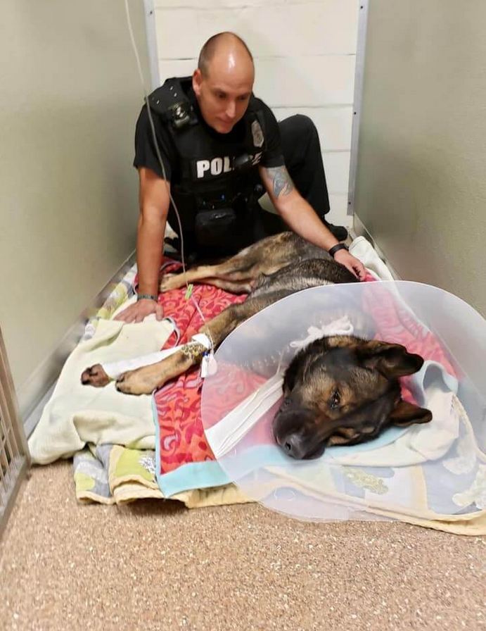 Police K9 Titan shot by suspect running away during traffic stop