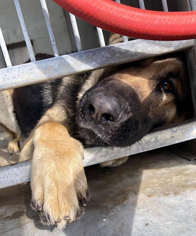 Heartbroken German shepherd returned to shelter just days later