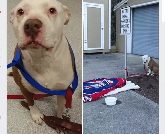 Shelter seeks answers – abandoned dog tied to sign outside of building